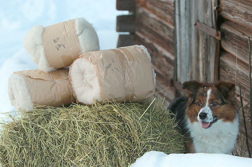 Bordercollie-koira katselee pakattuja lampaanvilloja.