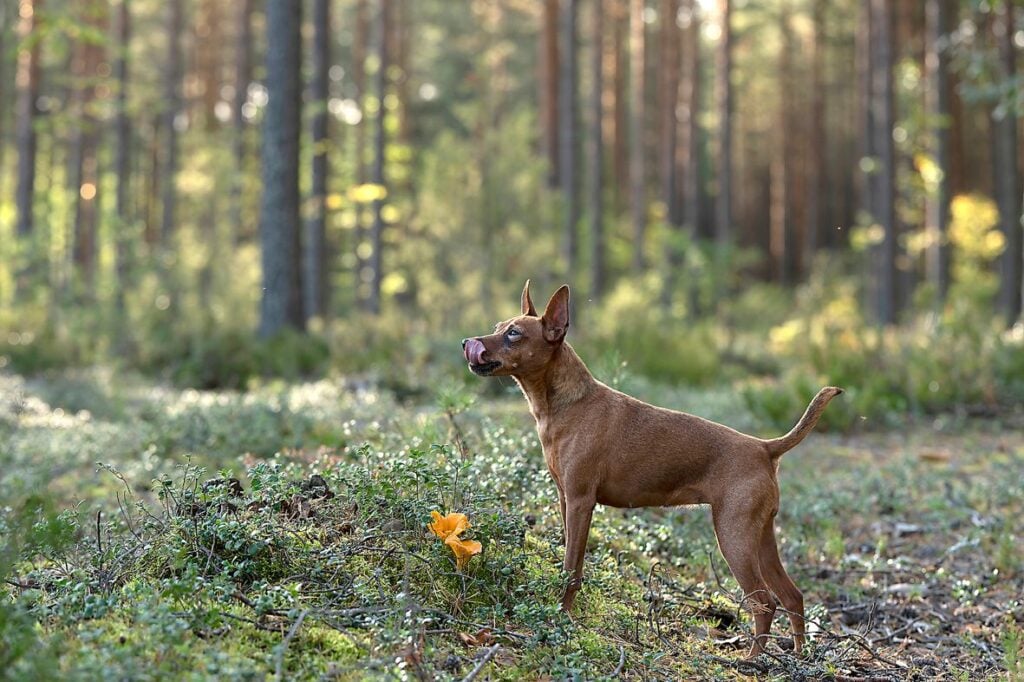 Löytönsä koira ilmaisee tökkäämällä kantarellia kuonolla ja katsomalla emäntäänsä.
