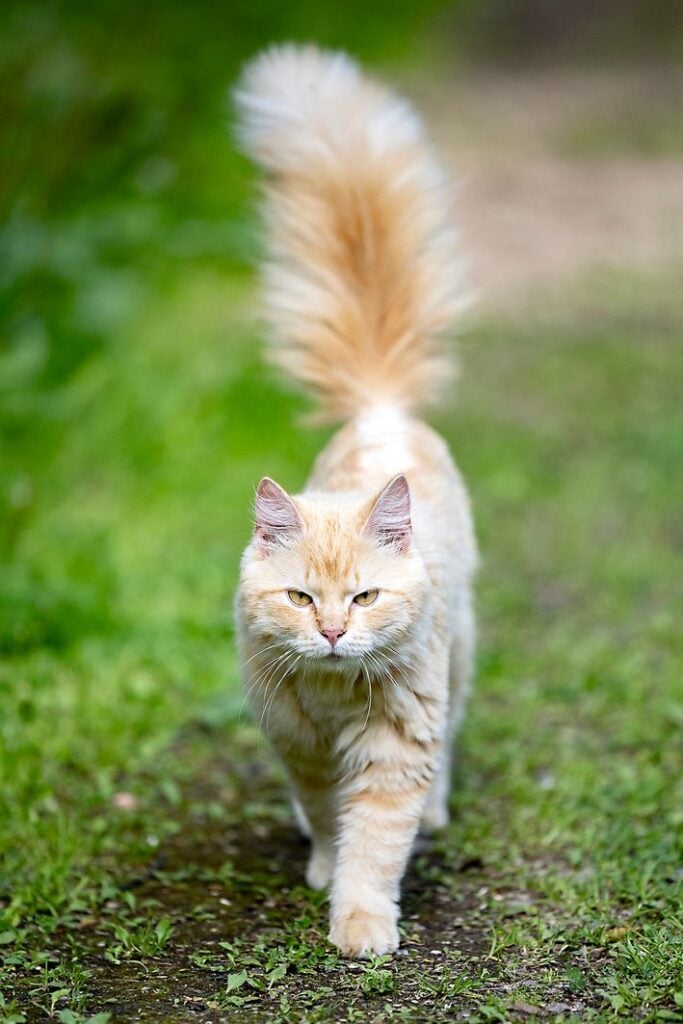 2. Oranssia ja valkeaa. Takku on näyttävä kissa.