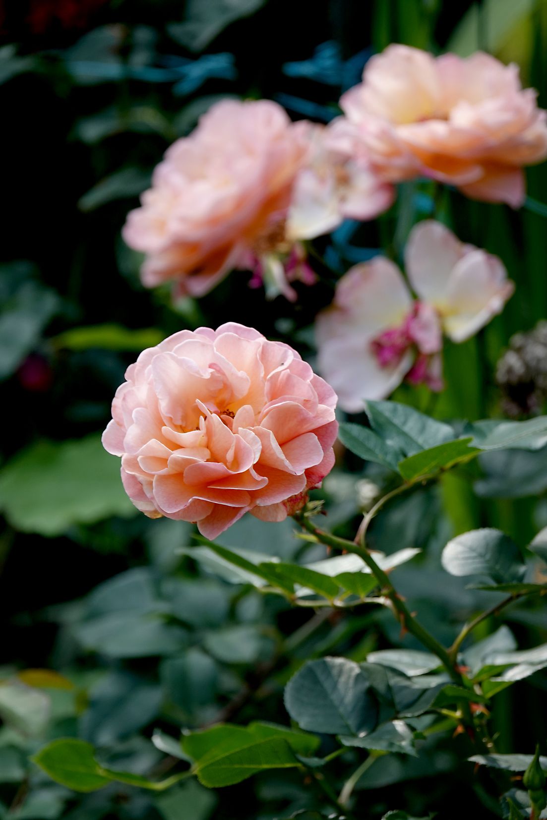 Austinruusu ’Lady of Shalott’. Englantilaiset David Austin -ruusut ovat suurikukkaisia ja tuoksuvia.