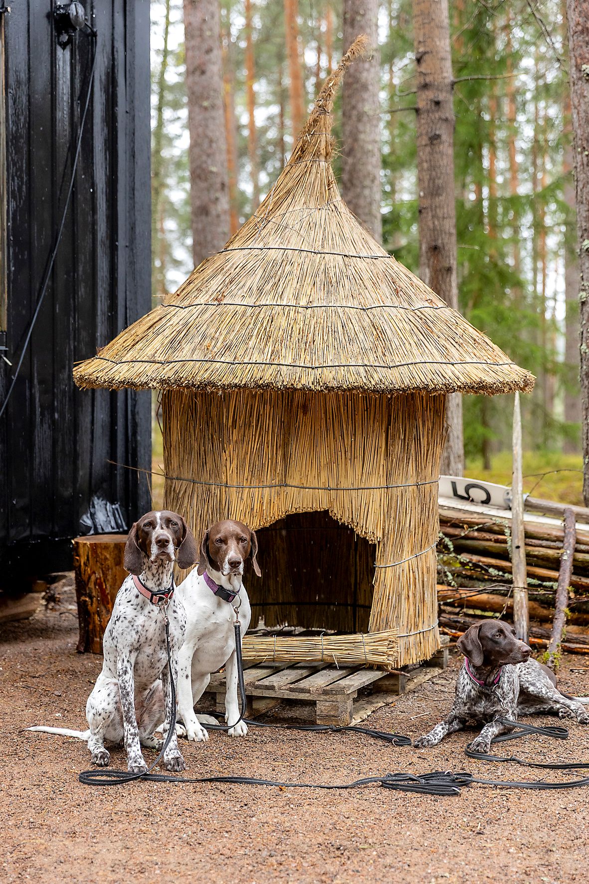 Voisikohan tähän asumukseen mieltyä? Sitä pohtivat saksanseisojat Salsa, Huima ja Dali. Koirankopin on rakentanut Vesa Soikkeli.