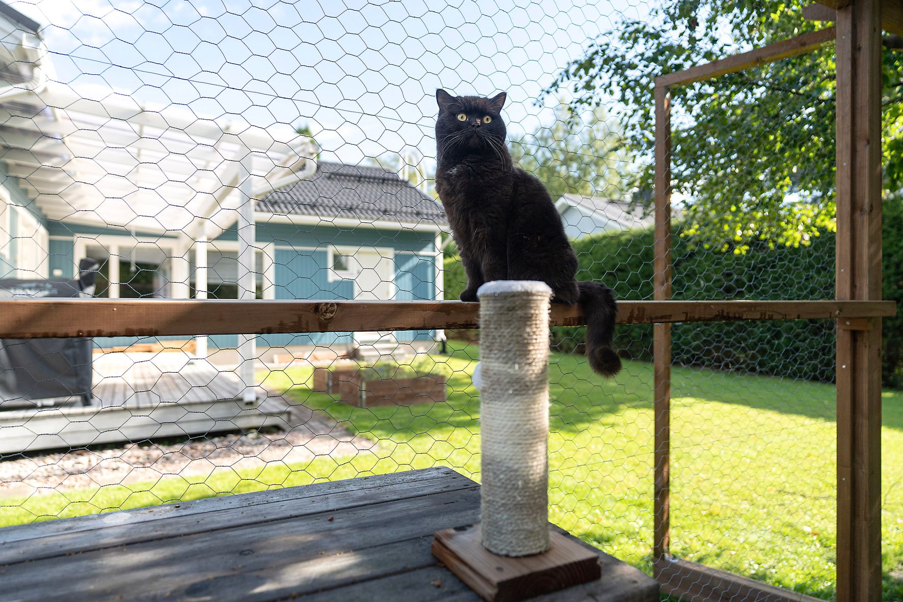 Martti saattaa viihtyä tuntitolkulla pihan häkissä hyvän sään vallitessa.