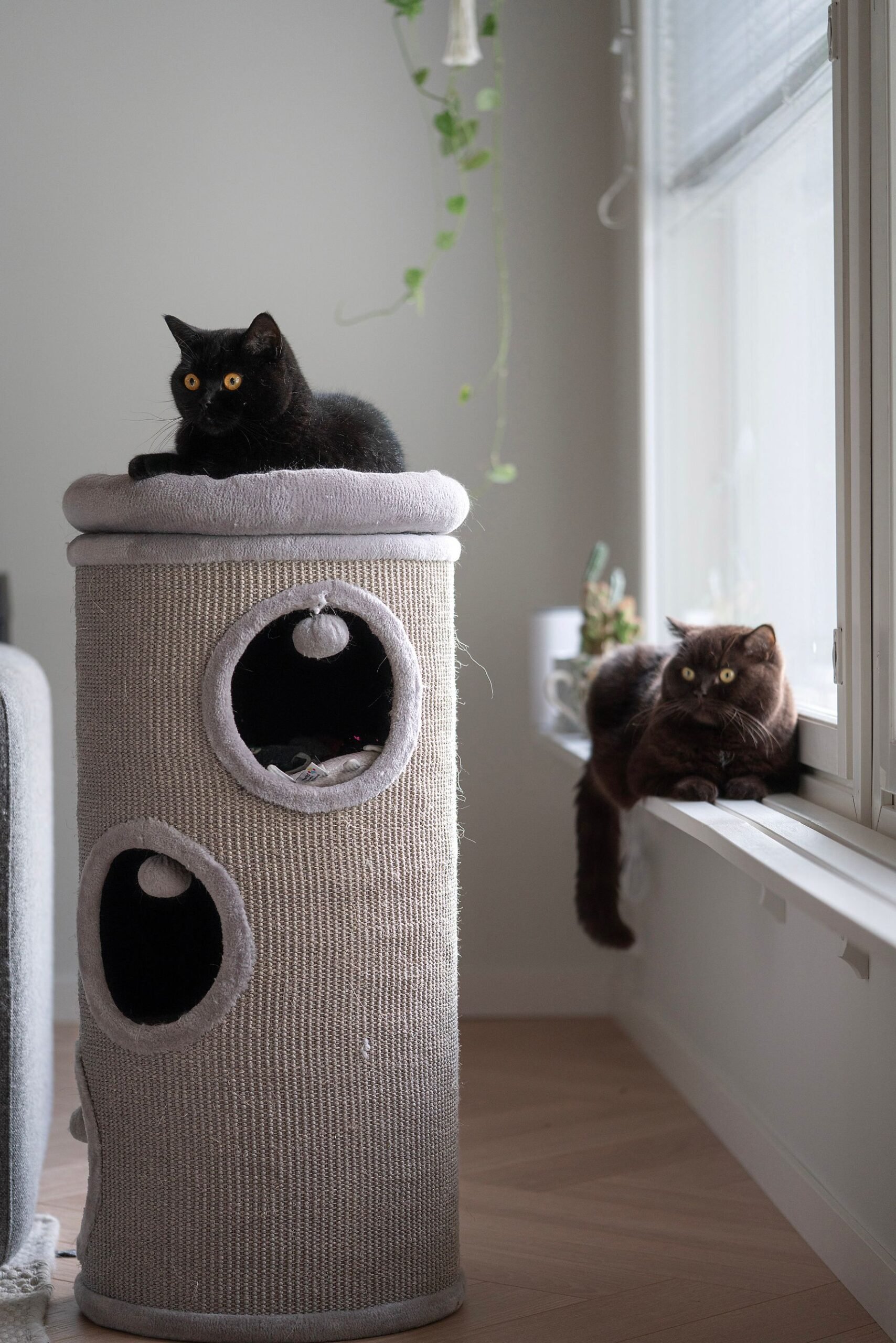 Hyvät tähystyspaikat sisälle ja ulos ovat olennaisia Martille ja Voitolle.