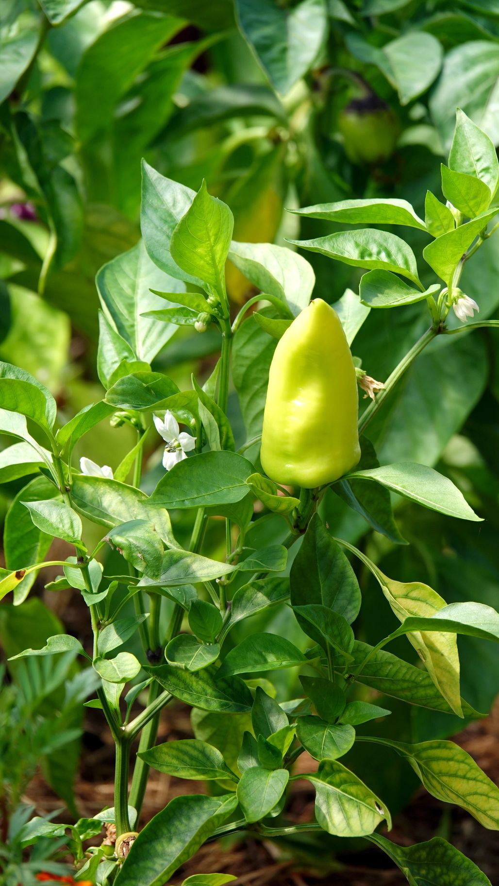Chilejä kasvaa vahvuudeltaan lähes paprikamaisesta erittäin voimakkaaseen.