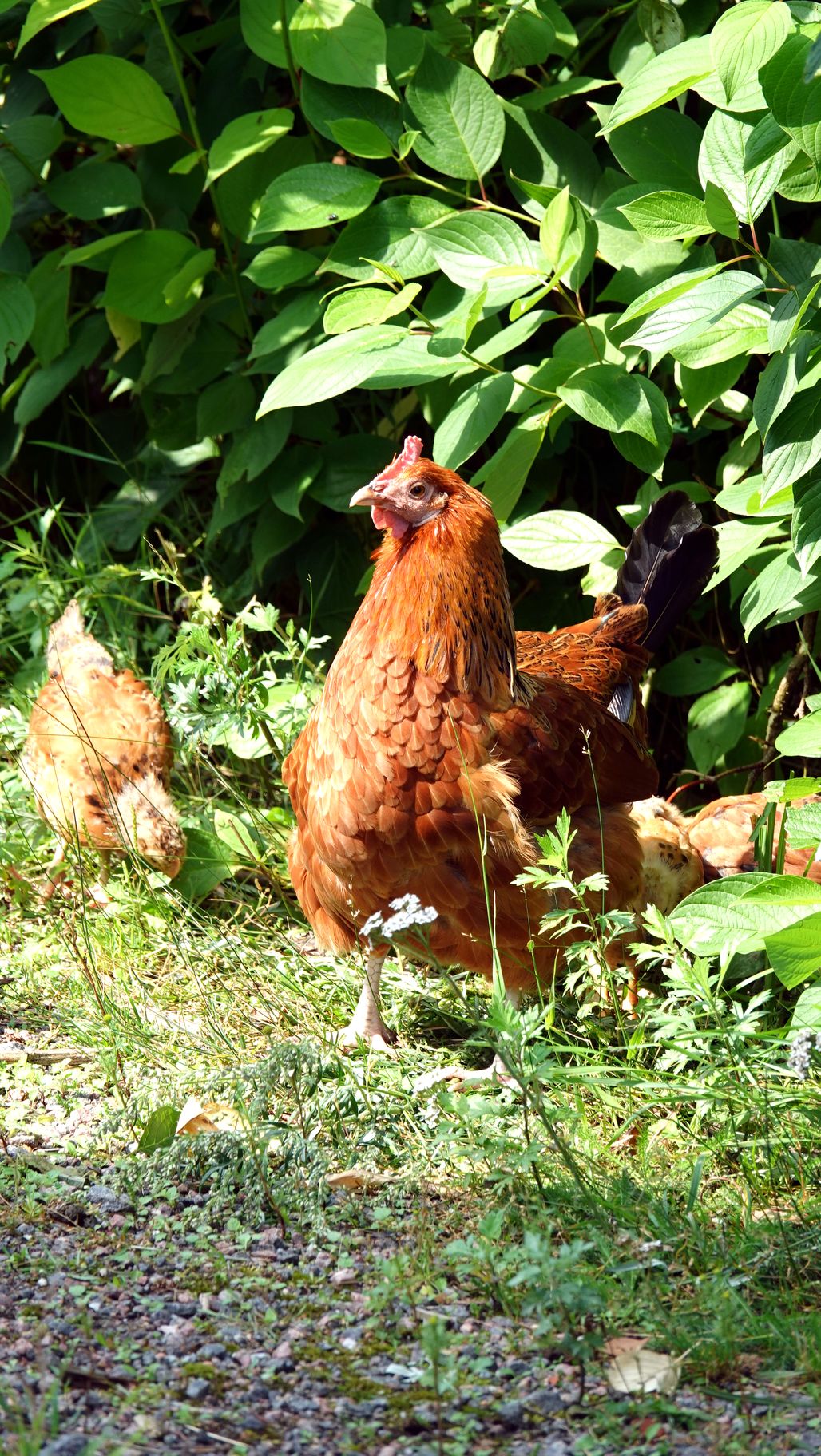 Kukko ja kahdeksan kanaa pitävät perheen omavaraisina kananmunista.