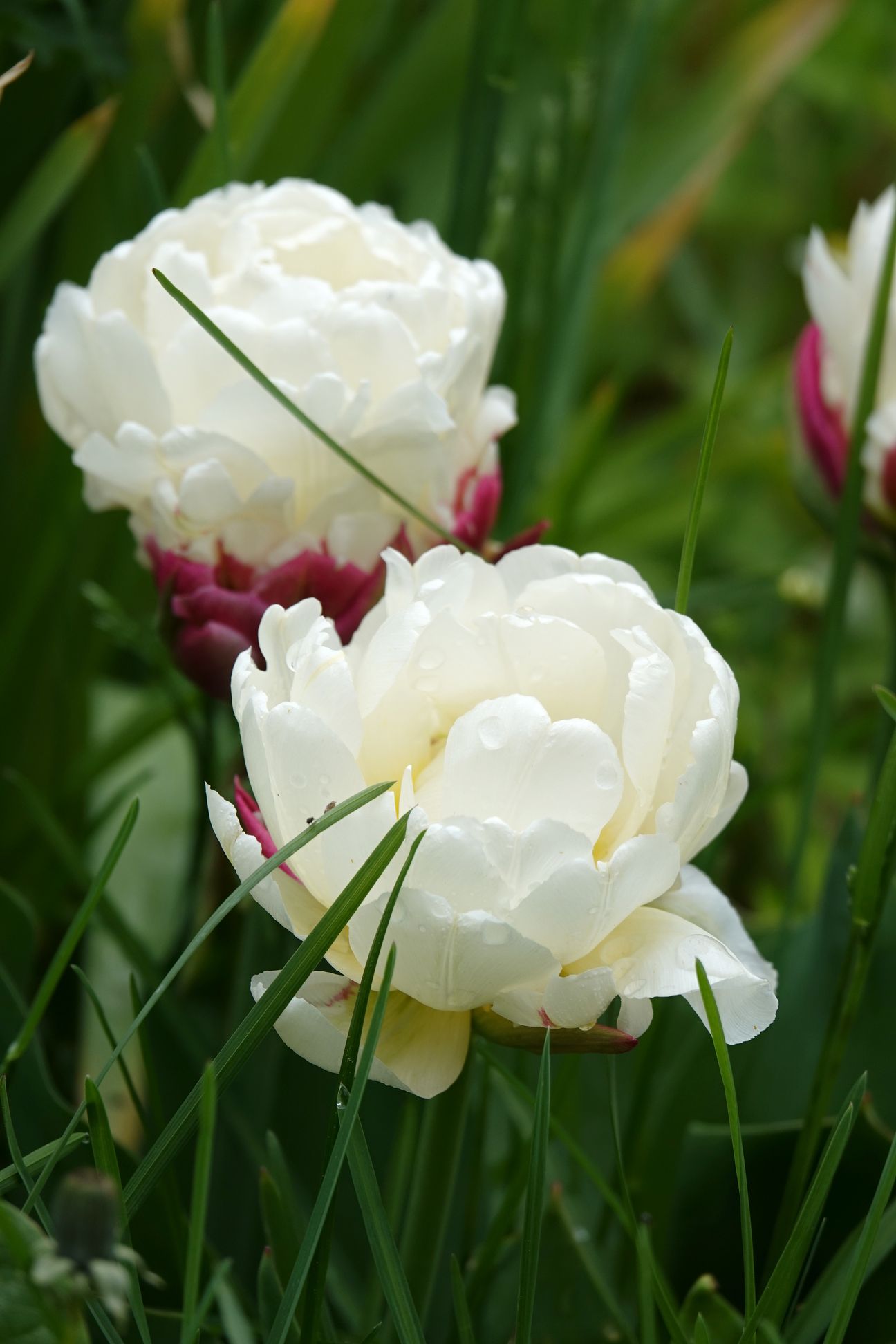 Kerrannaiskukkaiset tulppaanit avautuivat yhtä aikaa omenapuiden kukkanuppujen kanssa.