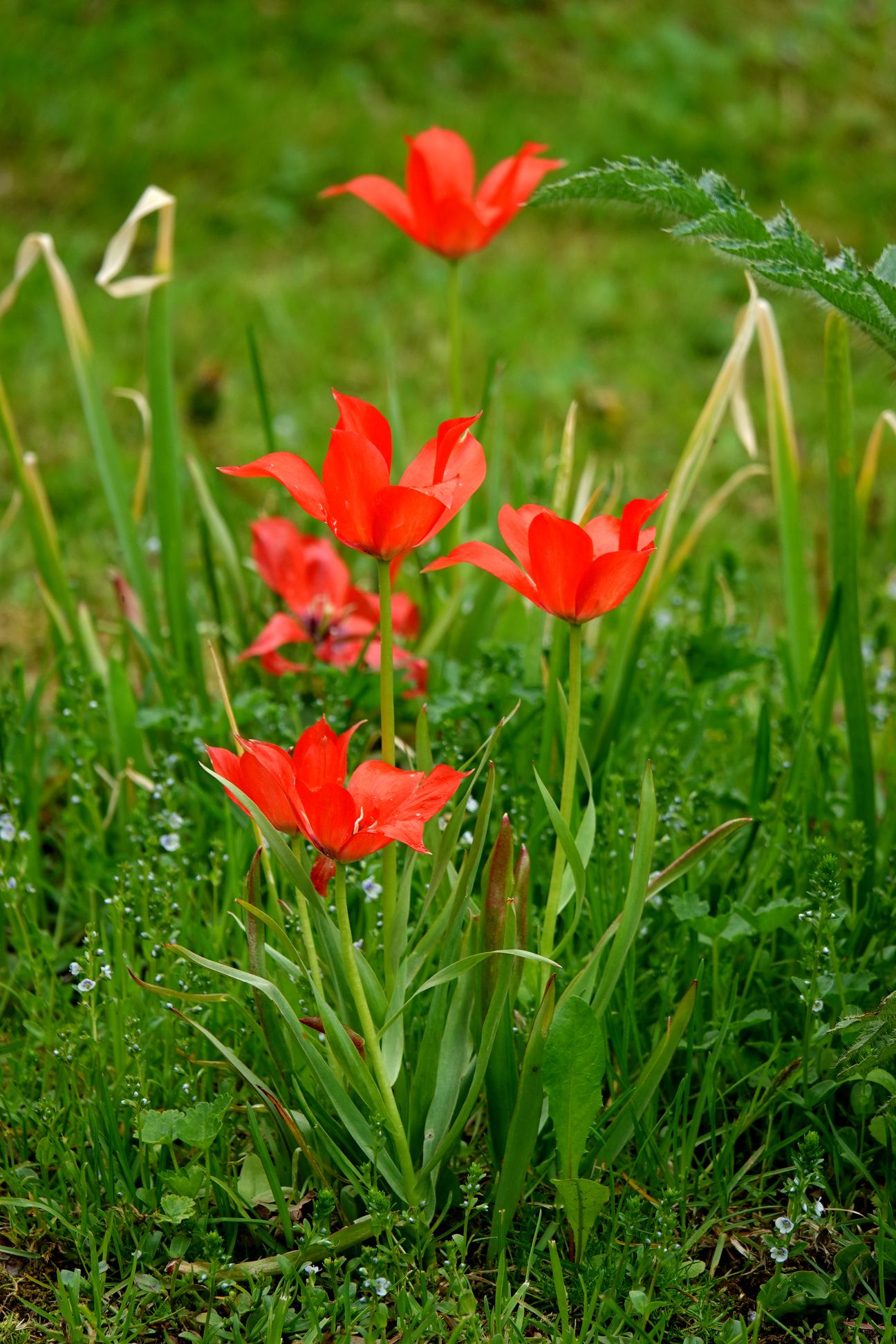 Aiemman asukkaan istuttamat tulppaanit kukkivat nurmellakin.