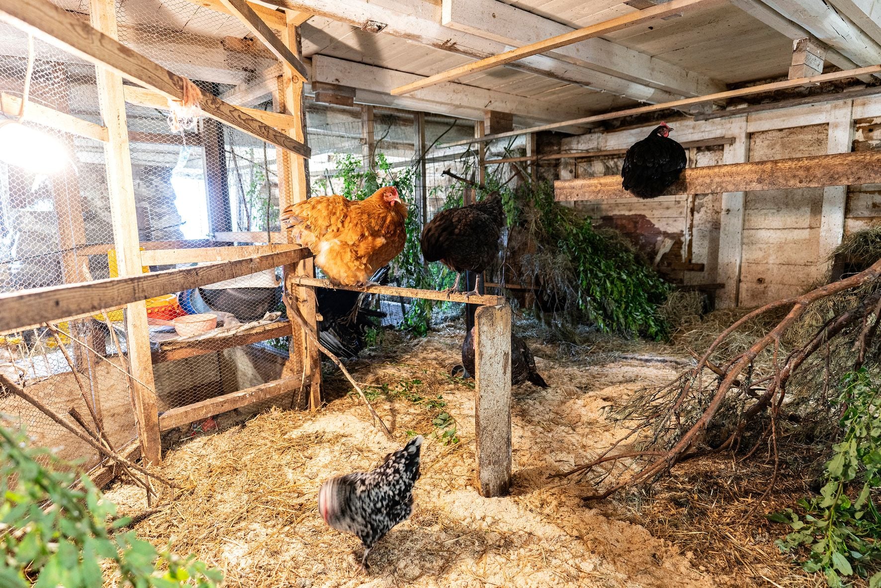 Etualalla Helmi ja Tyyne, kauempana pilkullinen Helmi. Helmi asui aiemmin Kalajoella, mutta muninnan hiivuttua sitä tarjottiin Marjaanalle.