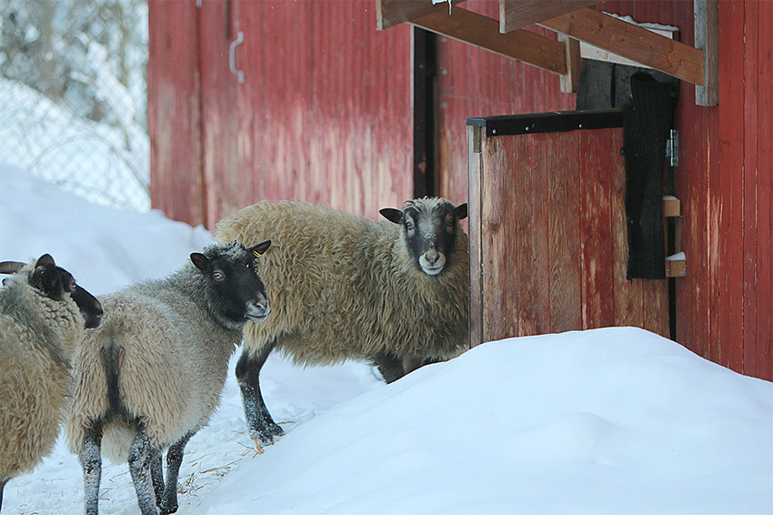 Kolme lammasta menossa punaisen lampolan ovesta sisään.