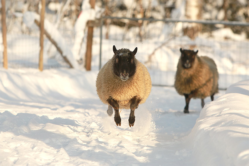 Kaksi lammasta. Toinen on juuri ilmassa hypyn jälkeen. Toinen katsoo taustalta lumisessa maisemassa.